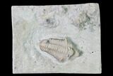 Rare, Spathacalymene Trilobite - Indiana #162112-6